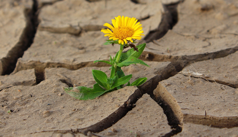 Resiliência: é possível desenvolvê-la?